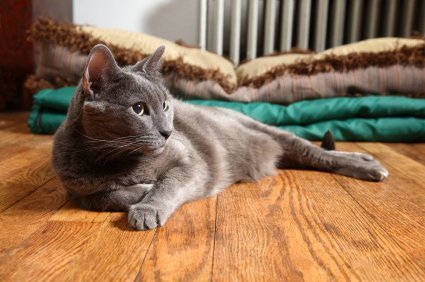 Carpet → Love Your Pet – Tips For Choosing A Pet Friendly Floor
